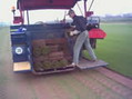 rollrasen herstellen bild 3