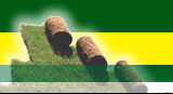 Rollrasen